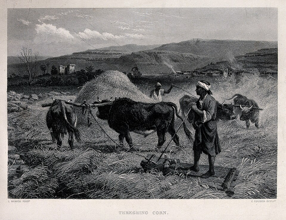 A Man with Yoked Oxen Is Threshing the Corn — C. Cousen, after R. Beavis